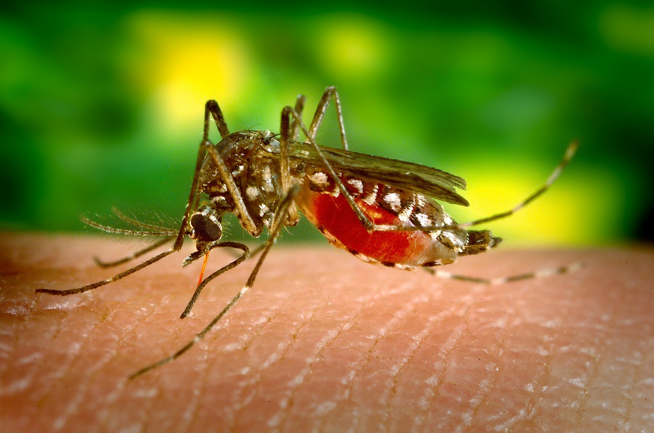 Photo of Mosquito-borne diseases has threaten World