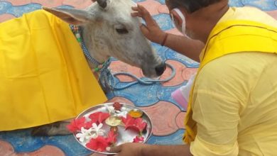 Photo of गुरु-पूर्णिमा पर गौ-माता का आशुतोष शिव मंदिर में आगमन